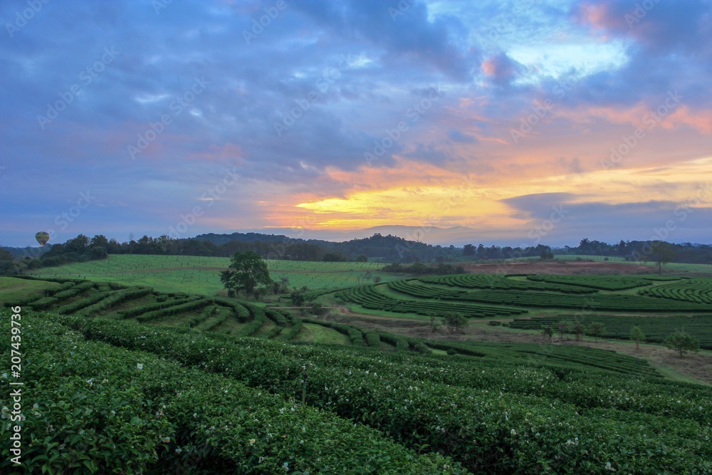 Tea Plantation with colorful sky at sunrise
