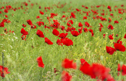 Meadow covered with flowers.