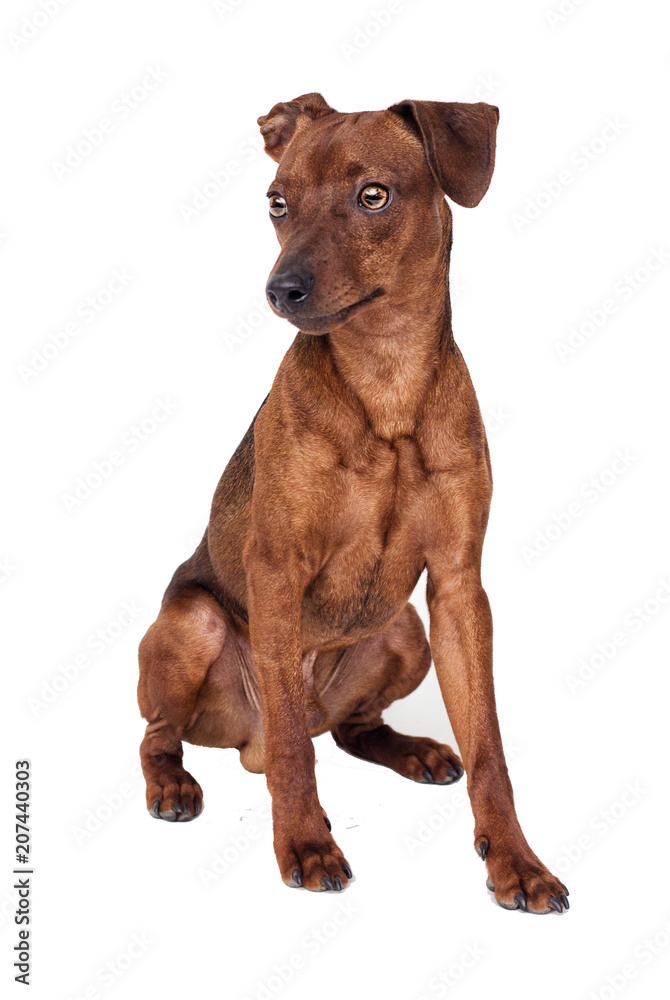 Miniature Pinscher Dog Sits On A White Background