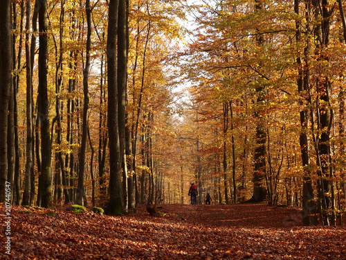Fototapeta Naklejka Na Ścianę i Meble -  Jesienna wycieczka rowerowa po lesie