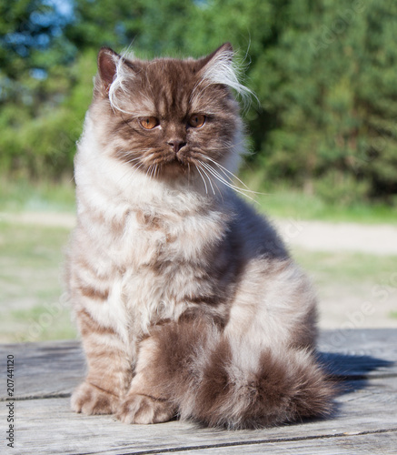 British Longhair cat, Chocolate color, outdoors.