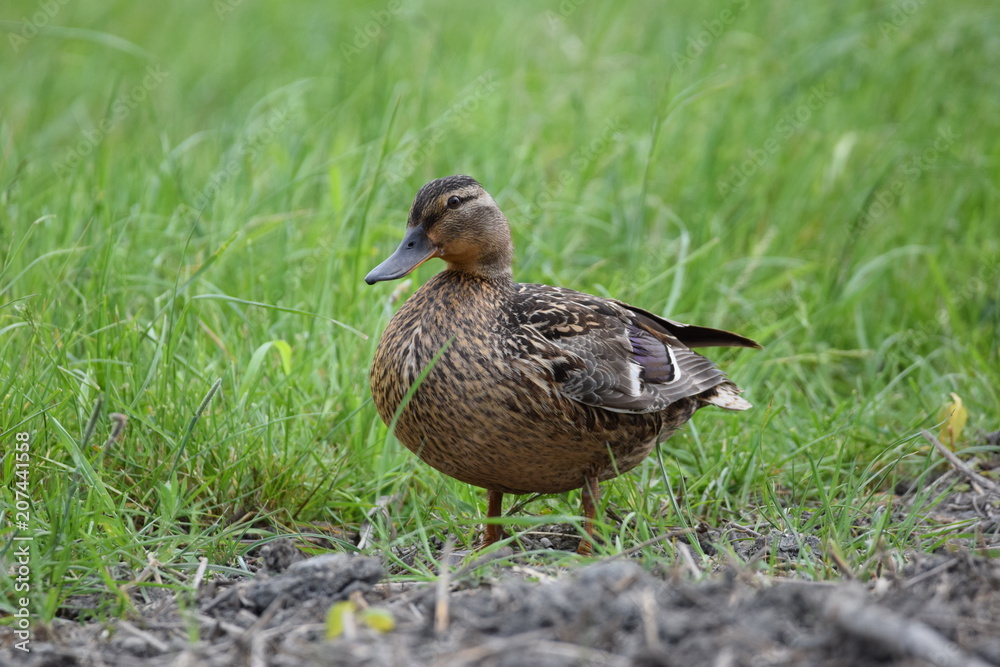 Weibliche Wildente