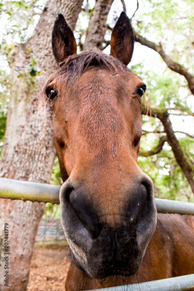 Naklejka premium Brown Race Horse - Portrait light