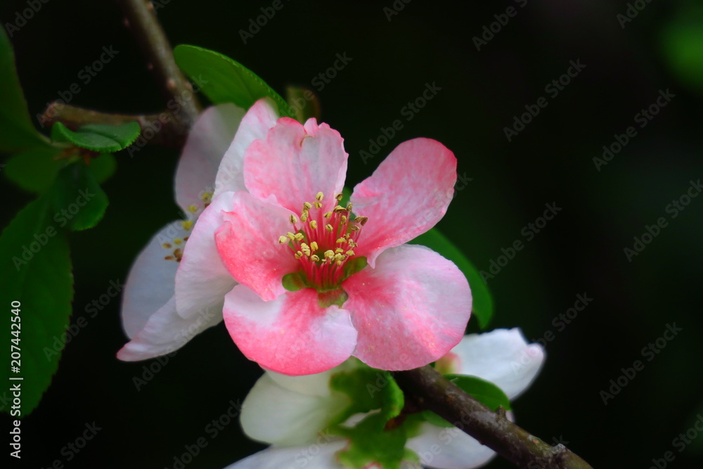 ボケの花 ボケの花
