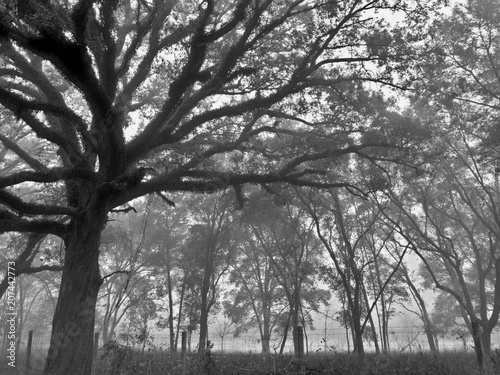Oak tree mist foggy