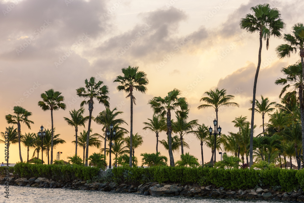 Fototapeta premium Palm trees silhouette at sunset
