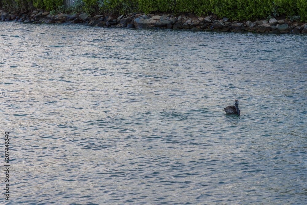 Sea background with a Pelican Sea background with a Pelican