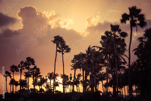 Palm trees silhouette at sunset