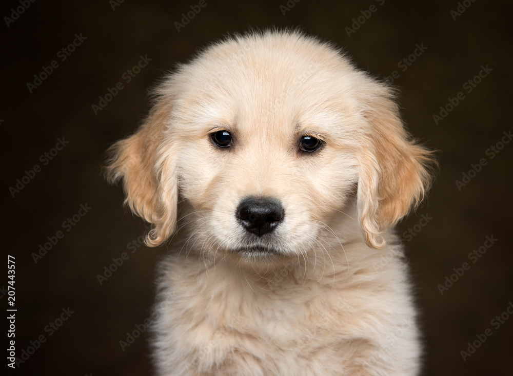 Golden Retriever Puppy head shot looking at camera on a dark background Golden Retriever Puppy head shot looking at camera on a dark background