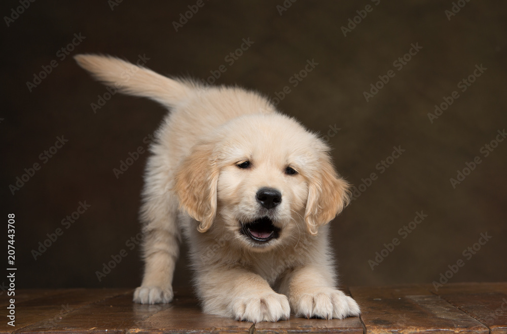 Golden Retriever Puppy stretching on a wood floor and dark background