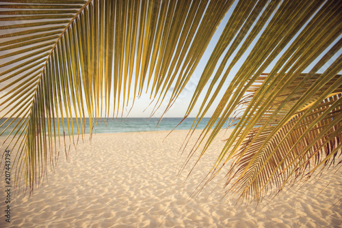 Palms on an idyllic Caribbean beach