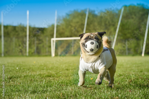 Kleiner Hund sitzt auf dem Fußballplatz. Der Mops trägt ein Trikot mit Textfreiraum. Er ist aufmerksam und bewacht einen kleinen Fußball. Es ist ein sonniger Tag auf dem Rasenplatz.
