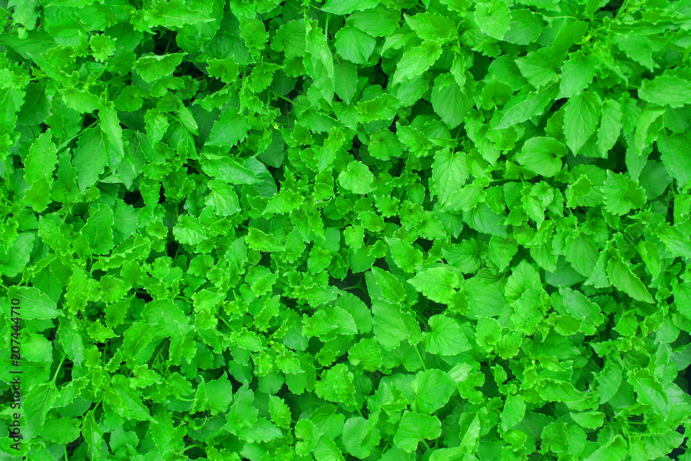 Green leaves background Green leaves background