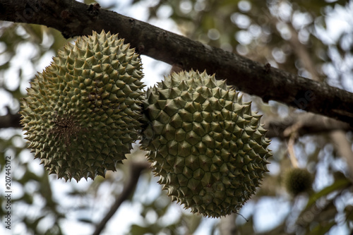 durian on tree background