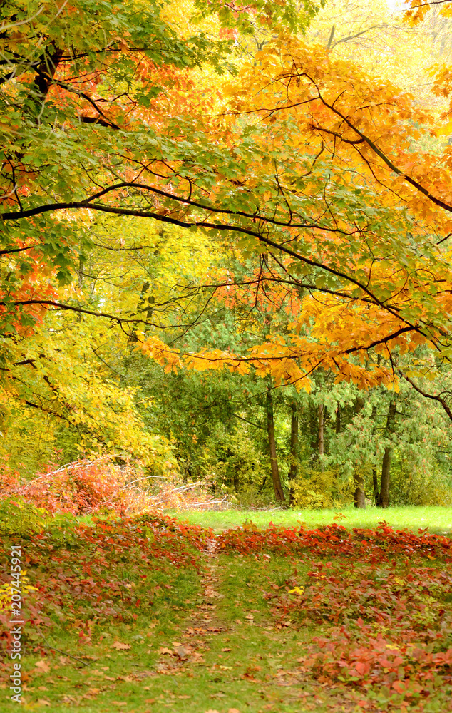 tree branches with green and yellow leaves and footpath and grass with red leaves tree branches with green and yellow leaves and footpath and grass with red leaves