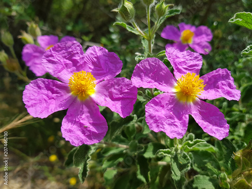 Fiori  selvatici