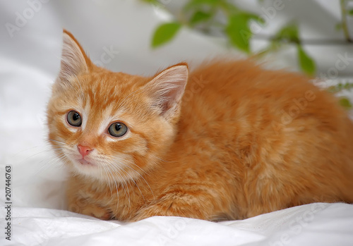 red kitten on a light background and spring green leaves on a branch