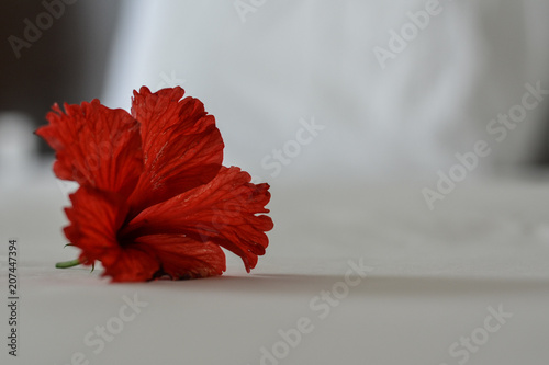 Flor sobre cama