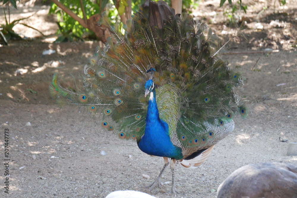 Obraz premium peafowl