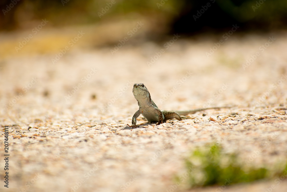 Image shows a common wall lizard(Podarcis muralis ) Image shows a common wall lizard(Podarcis muralis )