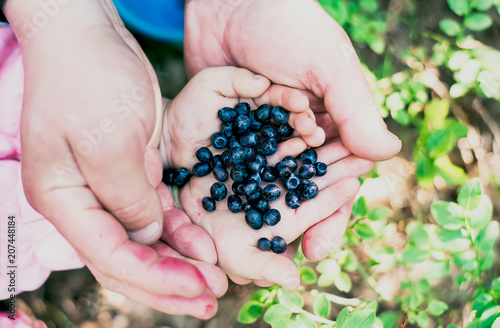 A handful of wild blueberries berries in children's palms. Small baby hands in large adult hands.