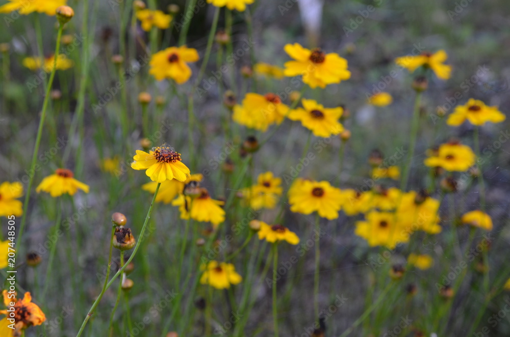 Obraz premium Florida Wildflowers Close Up