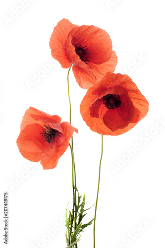 Red poppy flowers in a row on white.
