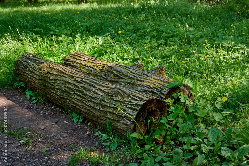 Log stump wood moss./Summer, Belarus, Grass, Beauty, Bush Log stump wood moss./Summer, Belarus, Grass, Beauty, Bush
