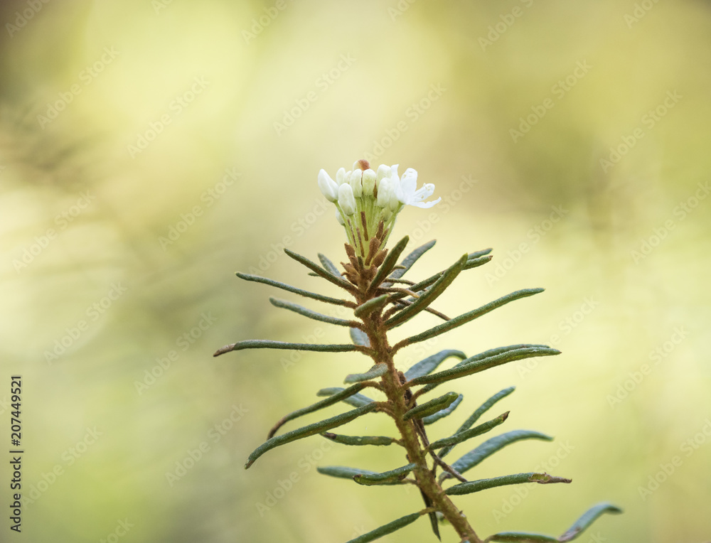 Beautiful fresh marsh tea in summer bright
Beautiful fresh marsh tea in summer bright