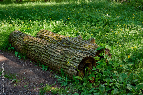 Log stump wood moss./Summer, Belarus, Grass, Beauty, Bush