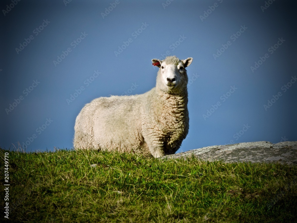 Fototapeta premium Vigilant Sheep