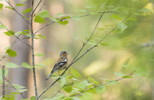 Male finch singing in the forest