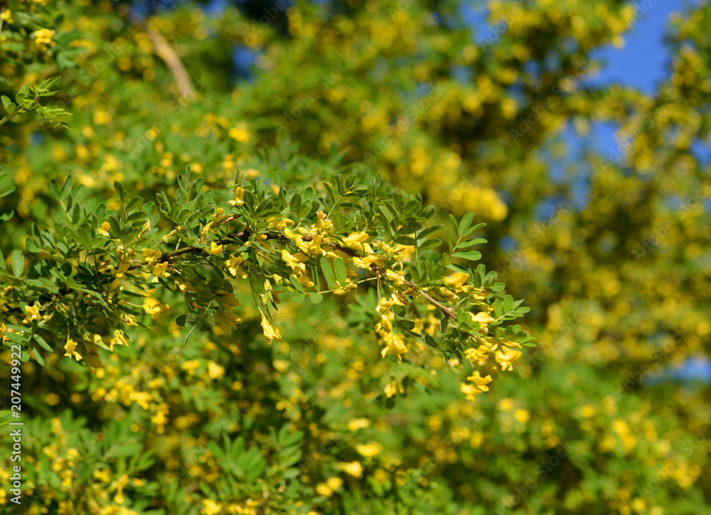 Caragana tree with yellow flowers.