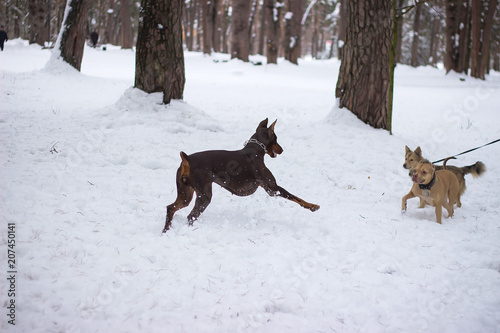 Fighting dogs,Two dogs grin against each other.