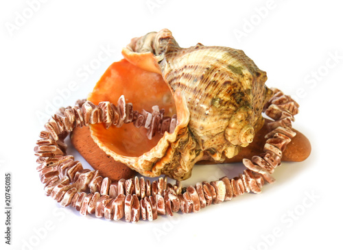 coral necklace, large shell on the rock on white background