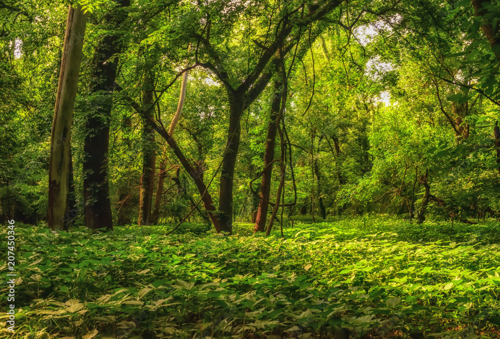 Summer Kansas Forest