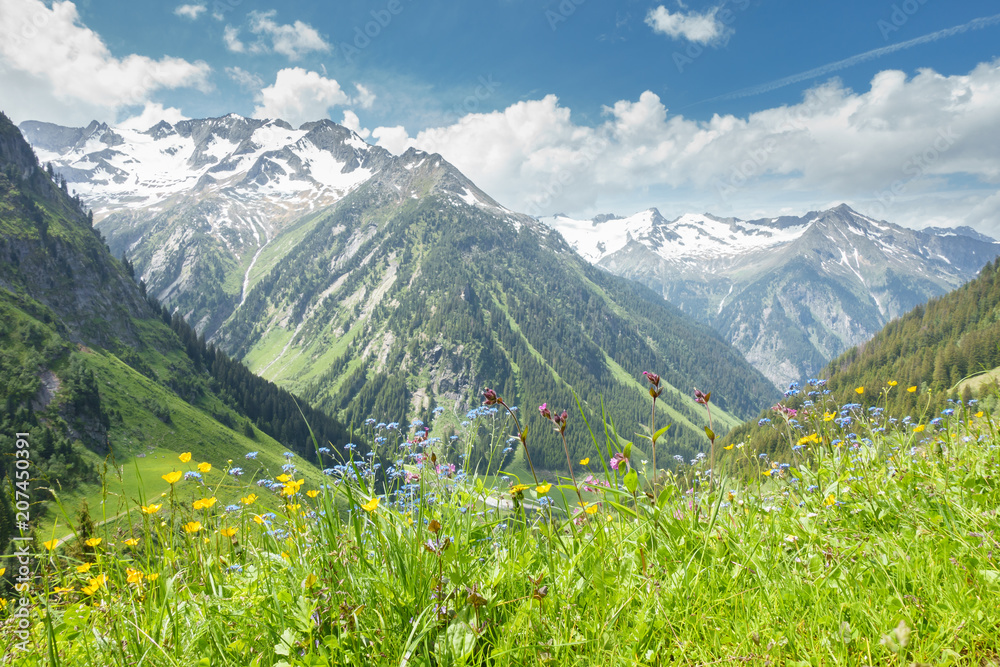 Bergblumenwiese in den österreichischen Alpen