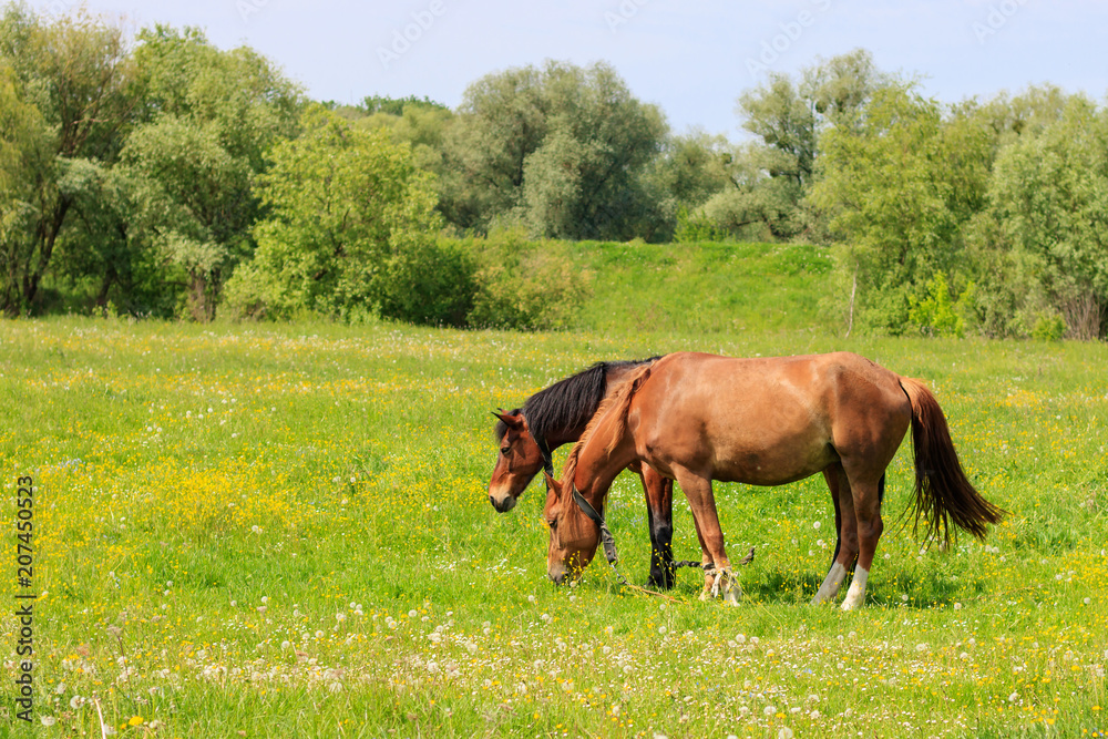 Pair of brown horses graze on a green meadow on a sunny summer day Pair of brown horses graze on a green meadow on a sunny summer day