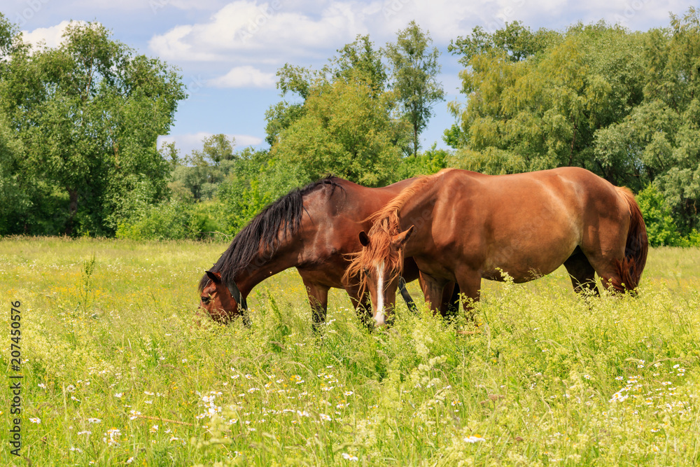 Two horses graze on the green grass of the meadow on a sunny summer day