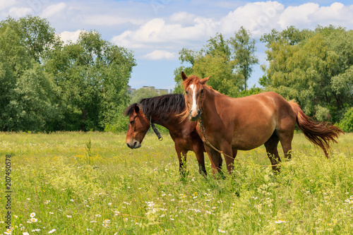 Brown horses stand in green grass of a meadow on a sunny summer day