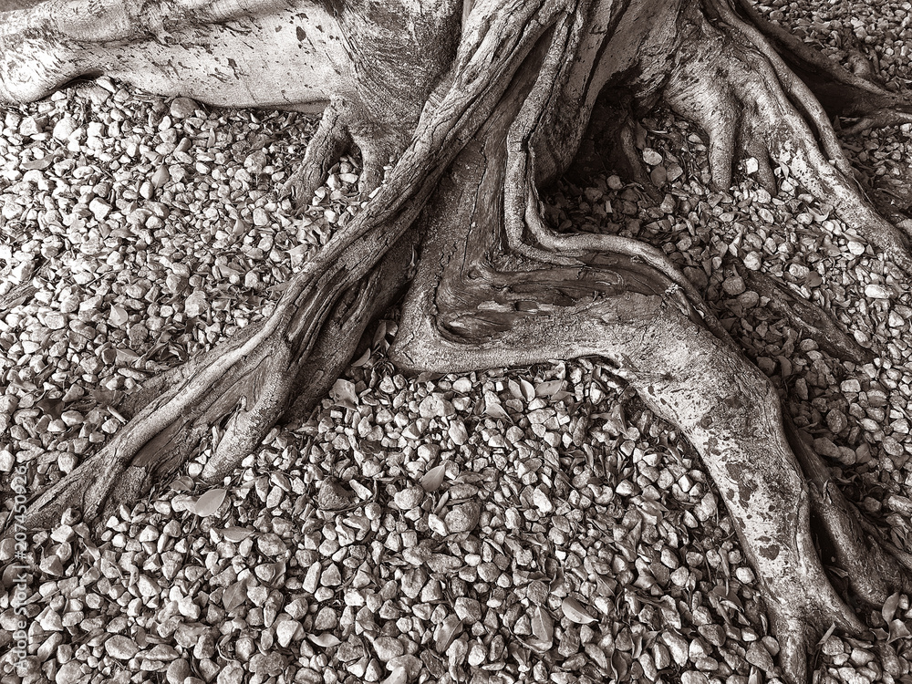 Fototapeta premium Black And White tree stump