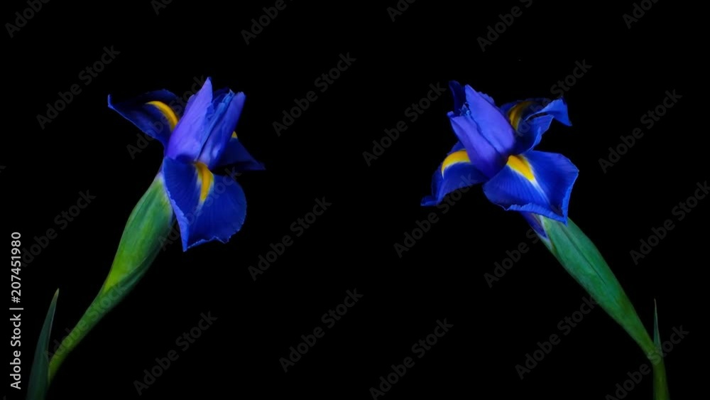 Lirios abriendose flores