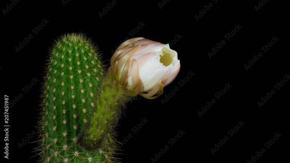 Cactus abriendose flores