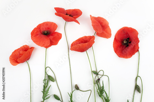 Red poppy flowers in a row on white. photo