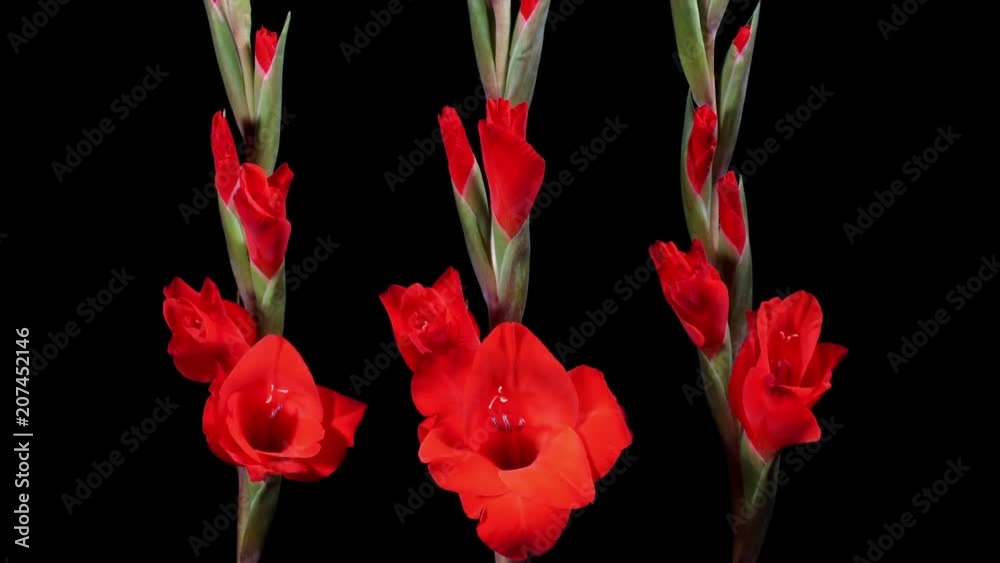 Gladiolos abriendose flores