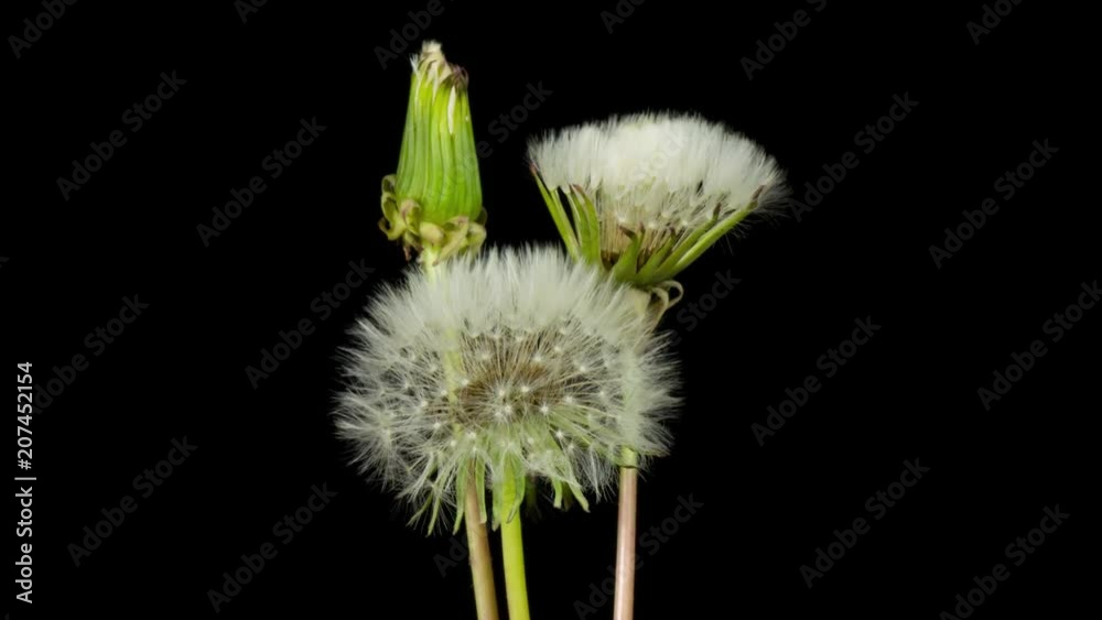 Dientes de león abriendose flores
