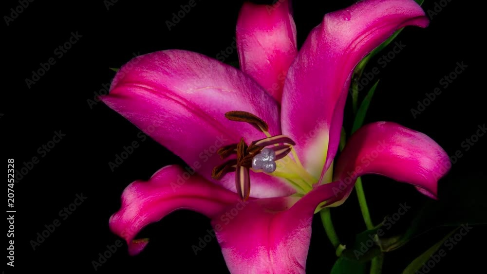 Lillium abriendose flores