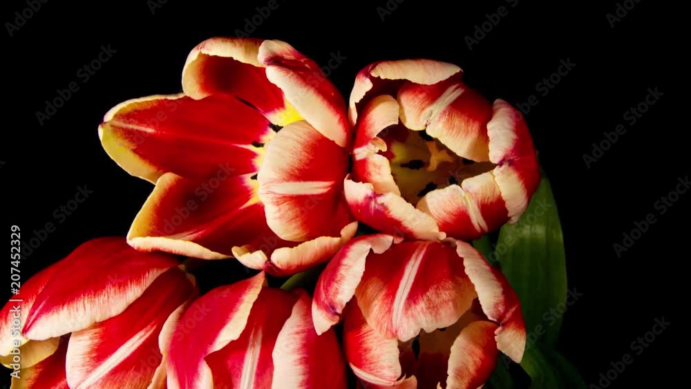 Tulipanes flores cerrandose