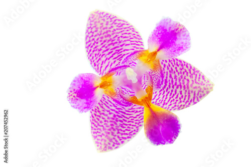 Beautiful rare orchid in pot on white background