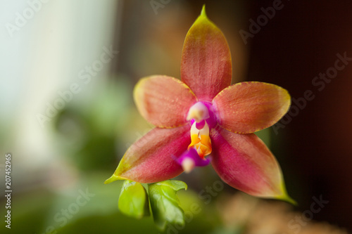Beautiful rare orchid in pot on blurred background © solstizia